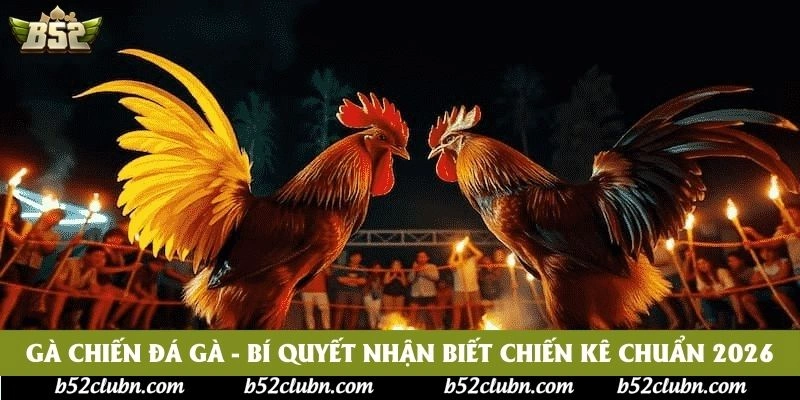 Gà Chiến Đá Gà - Bí Quyết Nhận Biết Chiến Kê Chuẩn 2026