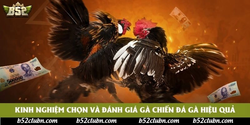 Kinh nghiệm chọn và đánh giá gà chiến đá gà hiệu quả