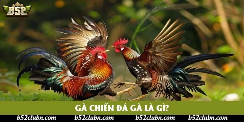 Gà chiến đá gà là gì?