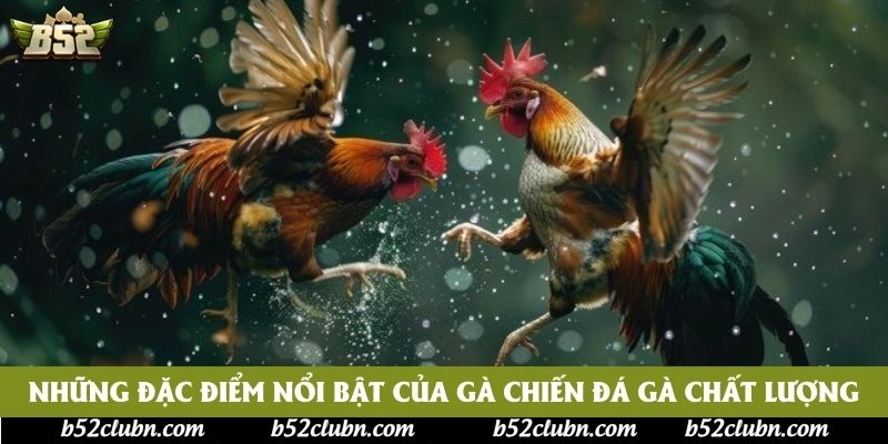 Những đặc điểm nổi bật của gà chiến đá gà chất lượng